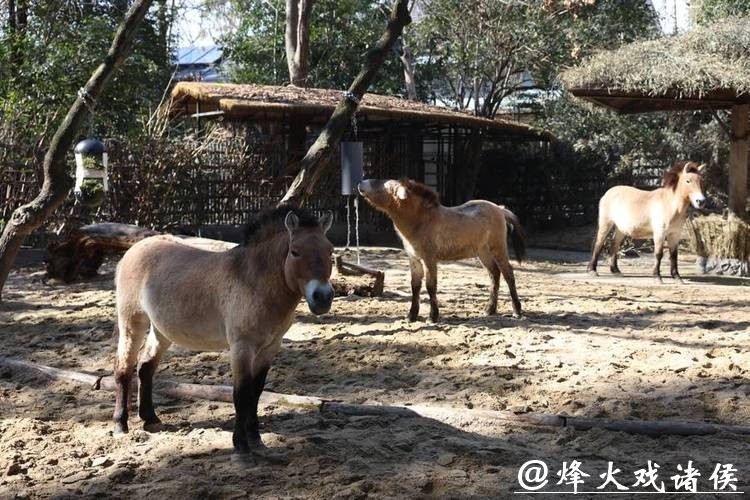 【场面】新春寻“马”：上海动物园首次引入小矮马