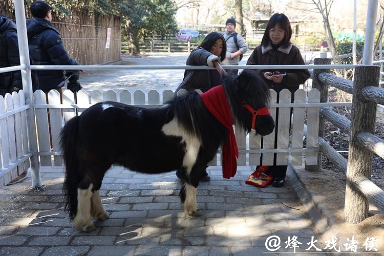 【场面】新春寻“马”：上海动物园首次引入小矮马