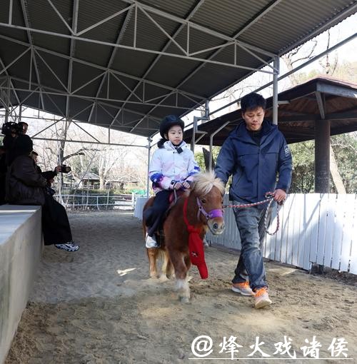 【场面】新春寻“马”：上海动物园首次引入小矮马